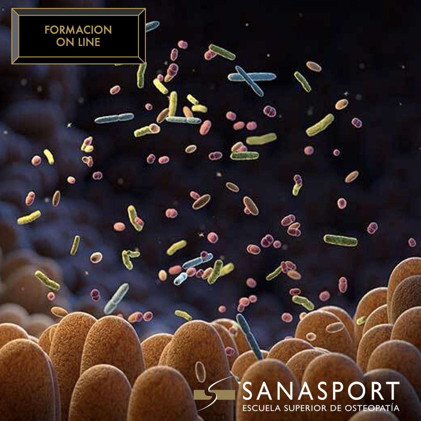 Microbiota y Sistema Inmune y su comunicación biológica.